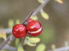 Castela erecta
