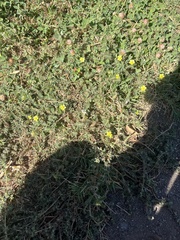 Tribulus terrestris