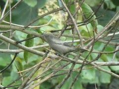 Thraupis palmarum