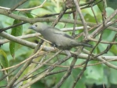Thraupis palmarum