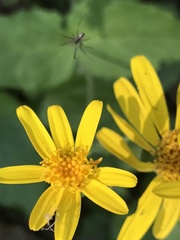 Arnica latifolia