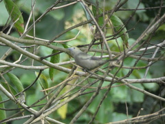Thraupis palmarum