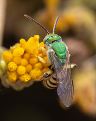 Agapostemon