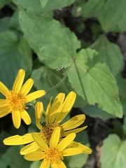 Arnica latifolia