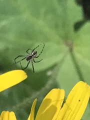 Araneus nordmanni
