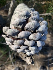 Pinus attenuata