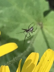 Araneus nordmanni