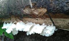 Favolus brasiliensis