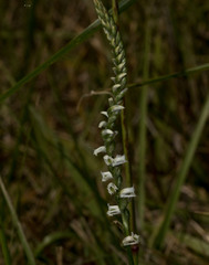 Spiranthes lacera