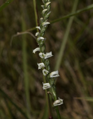 Spiranthes lacera
