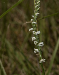 Spiranthes lacera