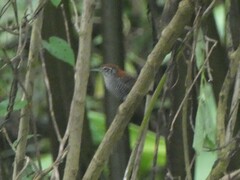 Cantorchilus semibadius