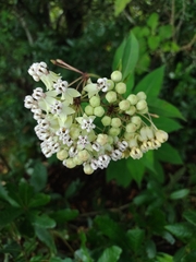 Asclepias similis