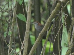 Cantorchilus semibadius