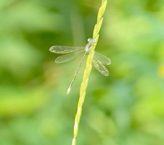 Lestes congener