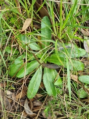 Solenogyne dominii