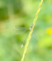 Lestes congener