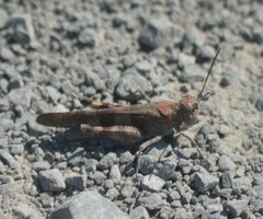 Trimerotropis fontana