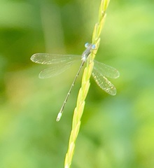 Lestes congener