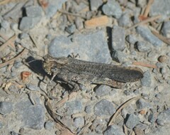 Trimerotropis verruculata