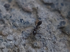 Monomorium