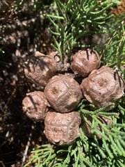 Cupressus macrocarpa