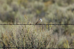 Artemisiospiza nevadensis