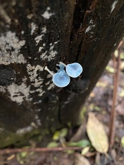 Mycena interrupta
