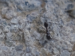 Monomorium