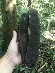 Pseudopiptadenia warmingii