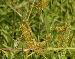 Cyperus odoratus