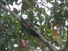Dryocopus lineatus