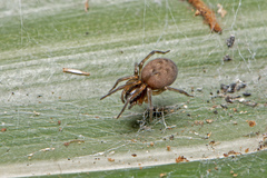 Desidae