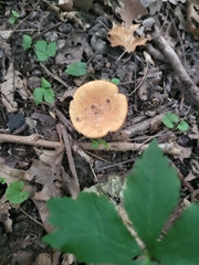 Russulaceae