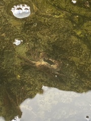 Pachygrapsus crassipes