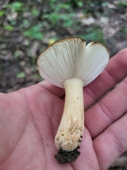 Russulaceae