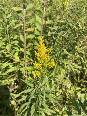 Solidago altissima