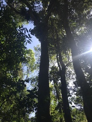 Pseudopiptadenia warmingii