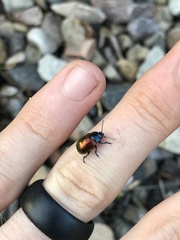 Chrysolina auripennis