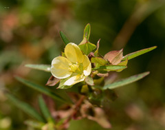 Ludwigia alternifolia