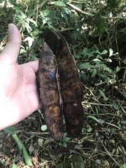 Pseudopiptadenia warmingii