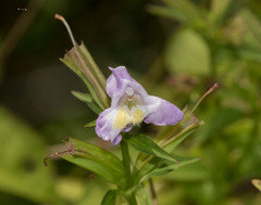 Mimulus alatus
