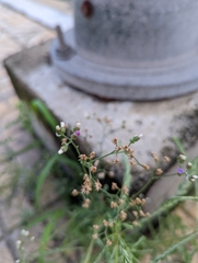 Cyanthillium cinereum