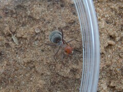 Endiodioctes