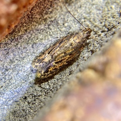 Ardozyga furcifera