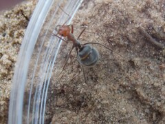 Endiodioctes