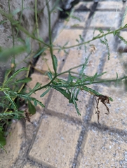 Cyanthillium cinereum