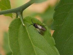 Schizocerella pilicornis