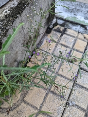 Cyanthillium cinereum