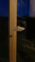 Herpetogramma pertextalis